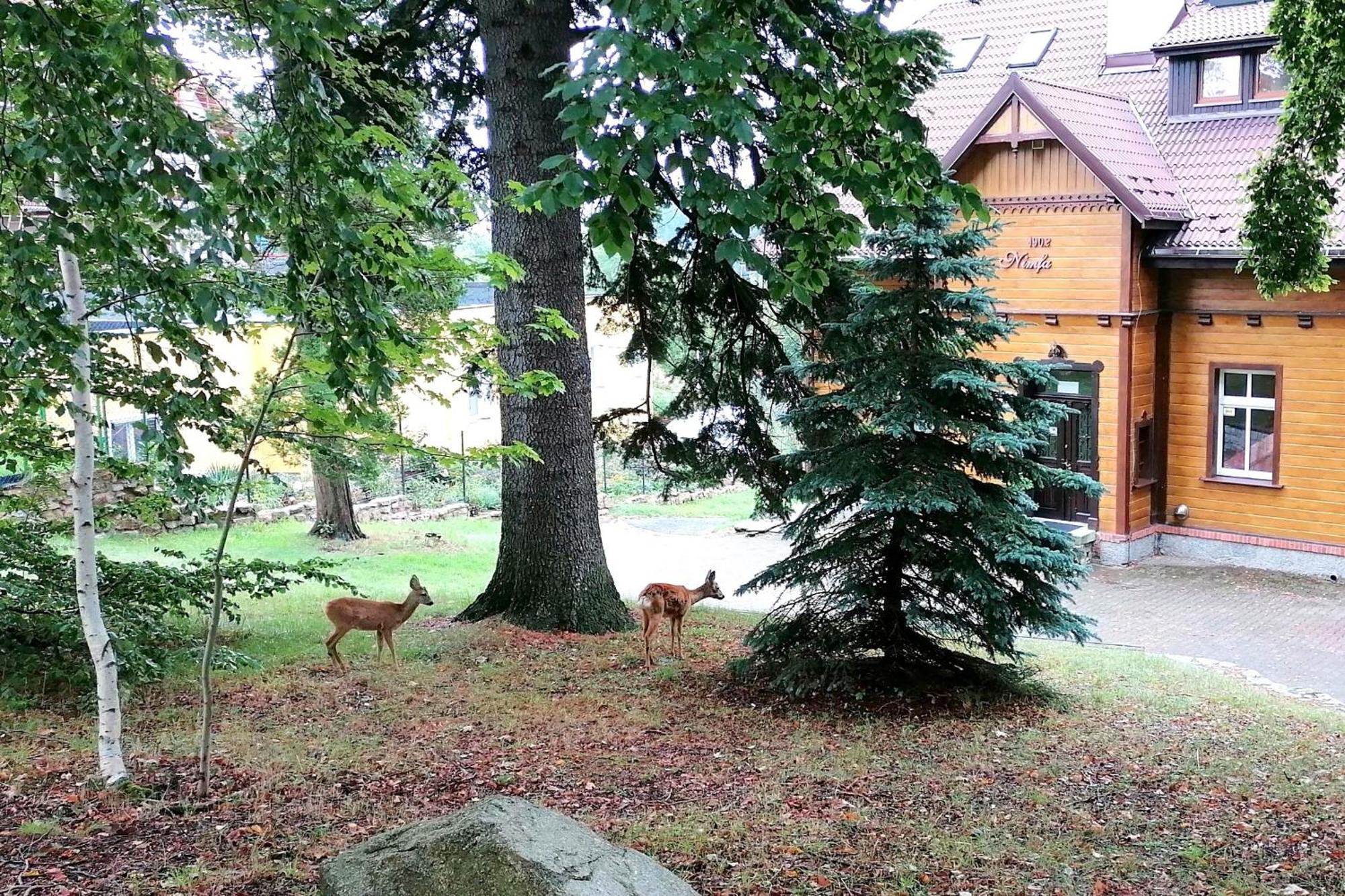 Willa Nimfa Apartamenty W Centrum Szklarska Poreba Bagian luar foto
