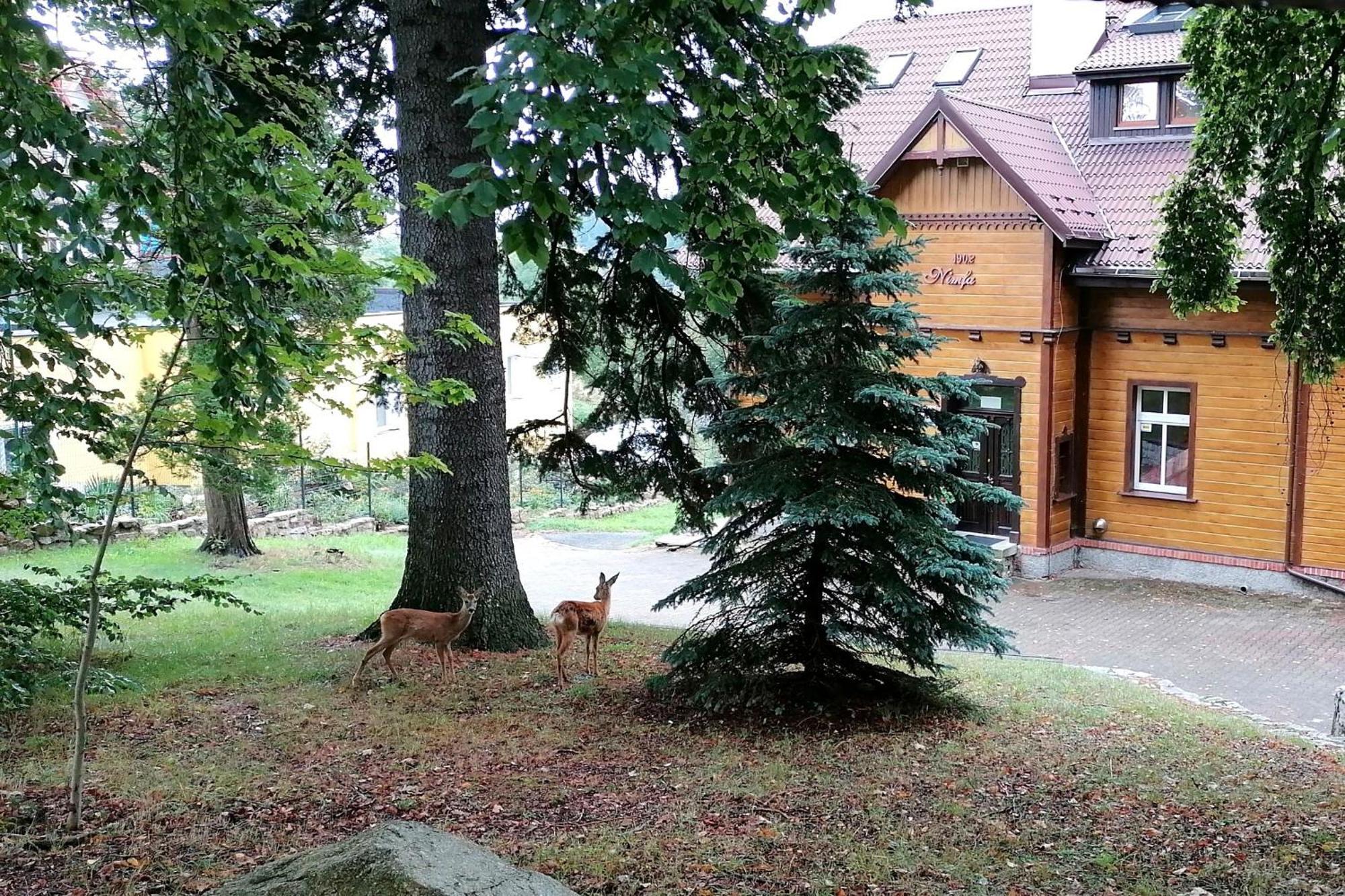 Willa Nimfa Apartamenty W Centrum Szklarska Poreba Bagian luar foto
